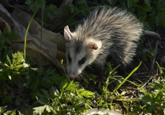 Common opossum