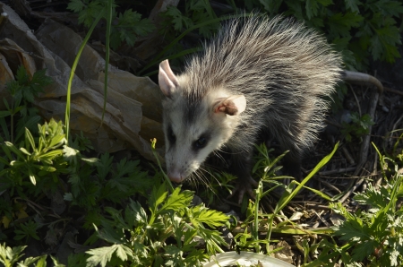 16830954 – common opossum (didelphis marsupialis)
