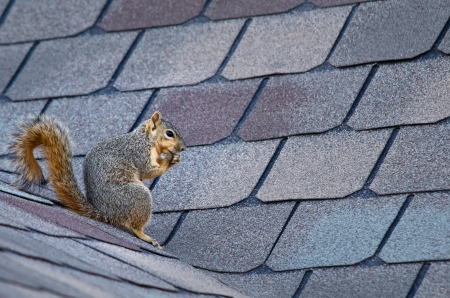 Squirrel sitting on the roof