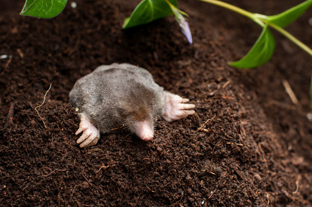 Mole in the soil of a garden