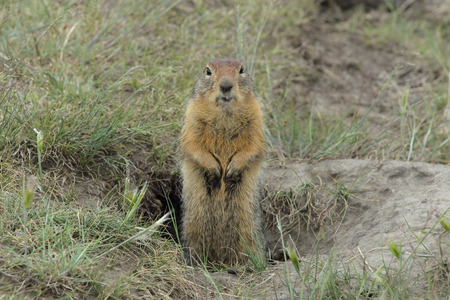 Gopher looking out from a hole