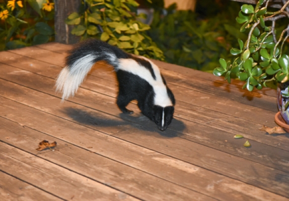 55630971 – skunk in backyard patio