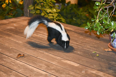 55630971 – skunk in backyard patio